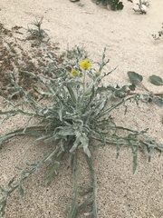 Baileya pauciradiata