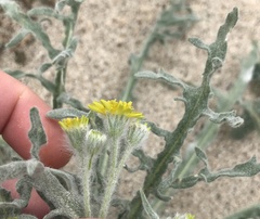 Baileya pauciradiata