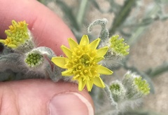 Baileya pauciradiata