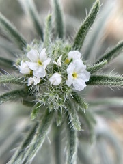 Johnstonella angustifolia