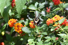 Heraclides hectorides