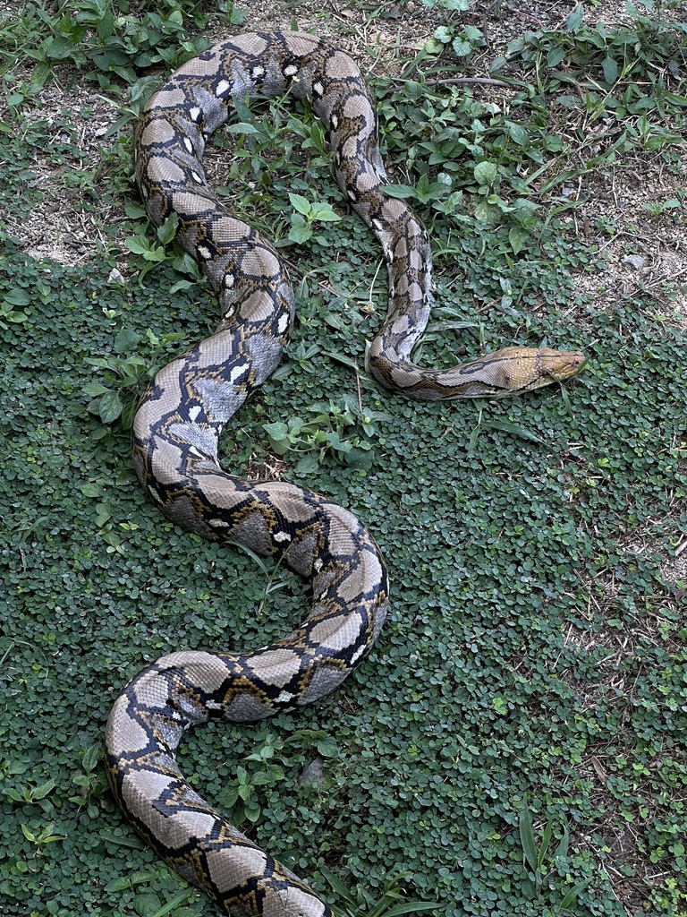 Reticulated Python from Song Phi Nong, Kaeng Krachan, Phetchaburi, TH ...