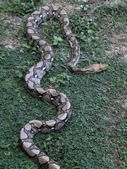 Malayopython reticulatus