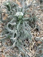 Johnstonella angustifolia