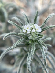 Johnstonella angustifolia