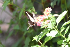 Heraclides hectorides