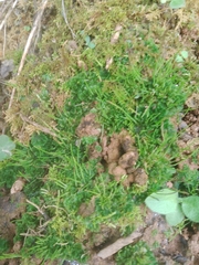 Anthoceros