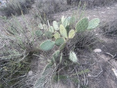 Opuntia × occidentalis