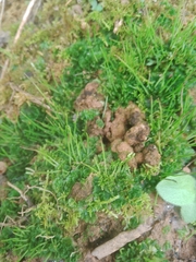 Anthoceros