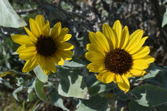 Helianthus argophyllus