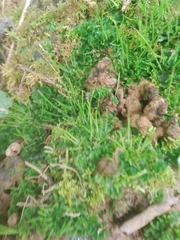 Anthoceros