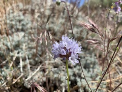 Gilia capitata