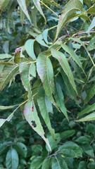 Carya illinoinensis