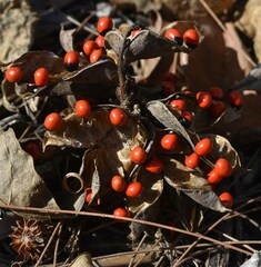 Abrus precatorius precatorius