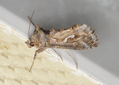 Chrysodeixis argentifera