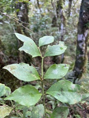Euonymus tashiroi