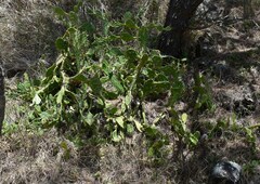 Opuntia monacantha
