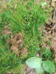 Anthoceros