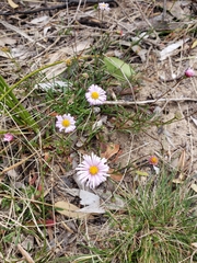 Brachyscome multifida