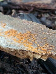 Hydropisphaera