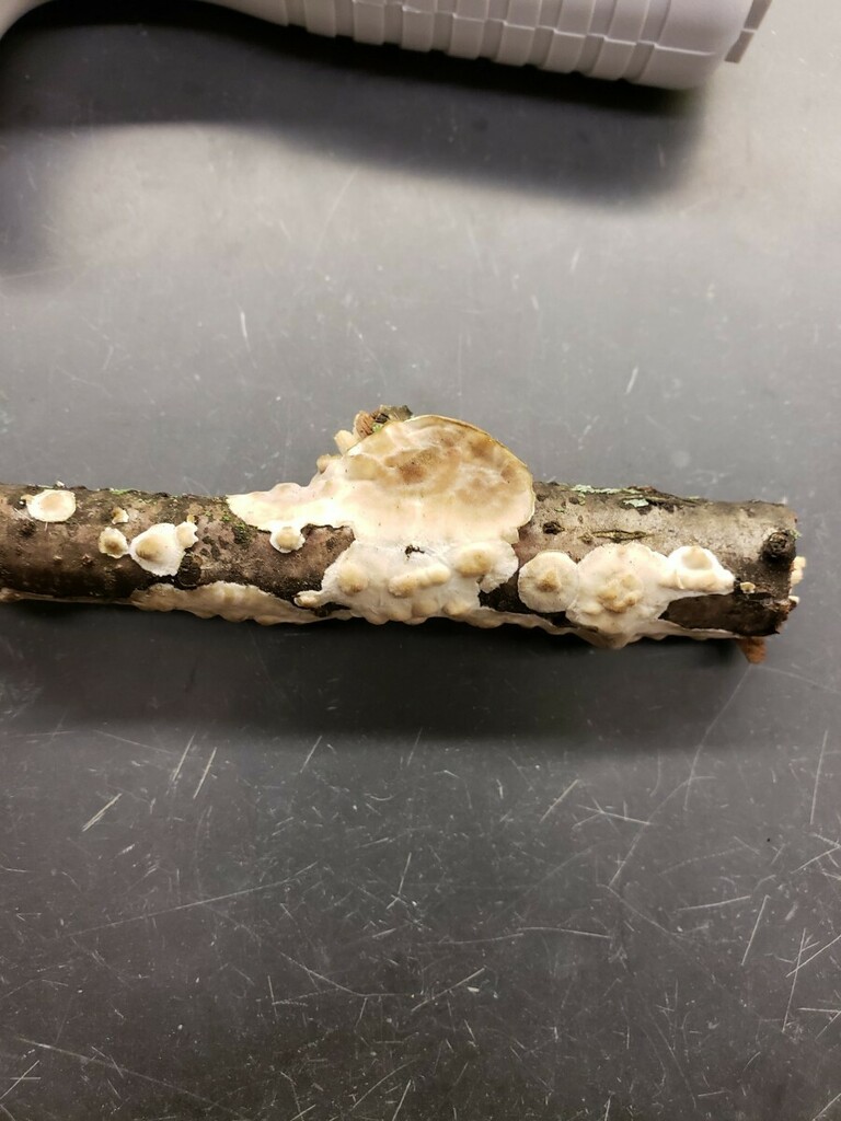 Lopharia sp. 'IN02'