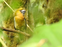 Semnornis frantzii