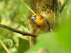 Semnornis frantzii