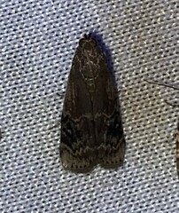 Euzophera semifuneralis
