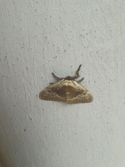Megalopyge albicollis superba