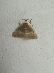 Megalopyge albicollis superba