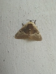 Megalopyge albicollis superba