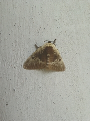 Megalopyge albicollis superba
