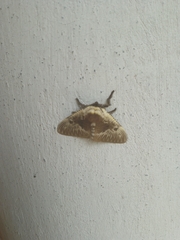 Megalopyge albicollis superba