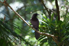 Cyanocorax cyanomelas