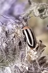 Disonycha glabrata