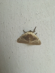 Megalopyge albicollis superba