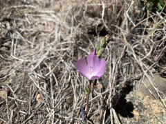 Sidalcea