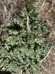 Sidalcea
