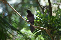 Cyanocorax cyanomelas