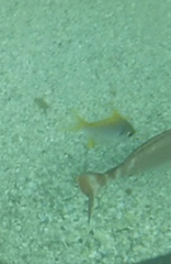 Schuettea scalaripinnis