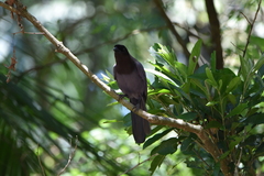 Cyanocorax cyanomelas
