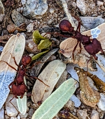 Acromyrmex versicolor