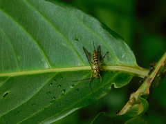 Theronia