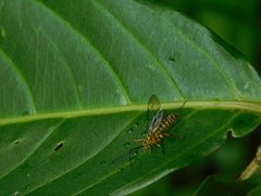 Theronia