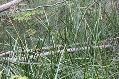 Machaerina complanata