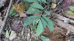 Elatostema lineolatum