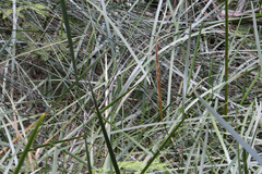 Machaerina complanata