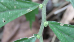 Elatostema lineolatum
