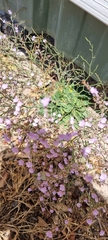 Limonium companyonis