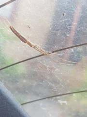 Tetragnatha demissa